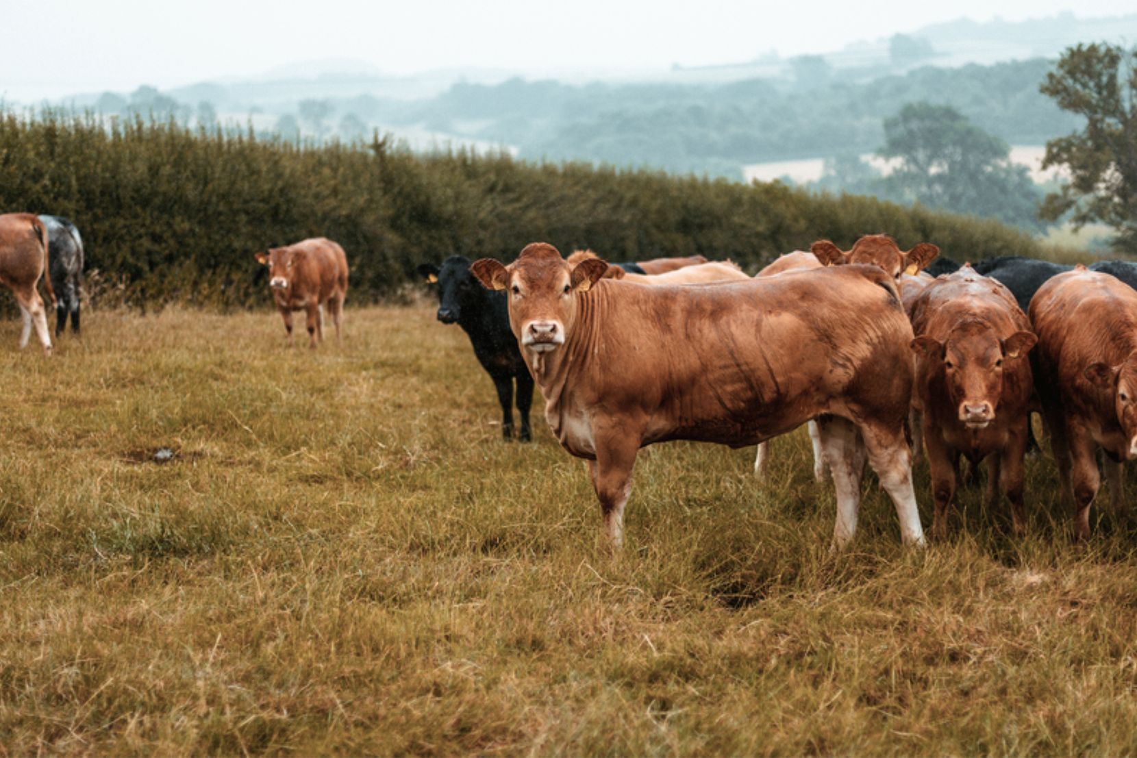 A field full of brown and black cows