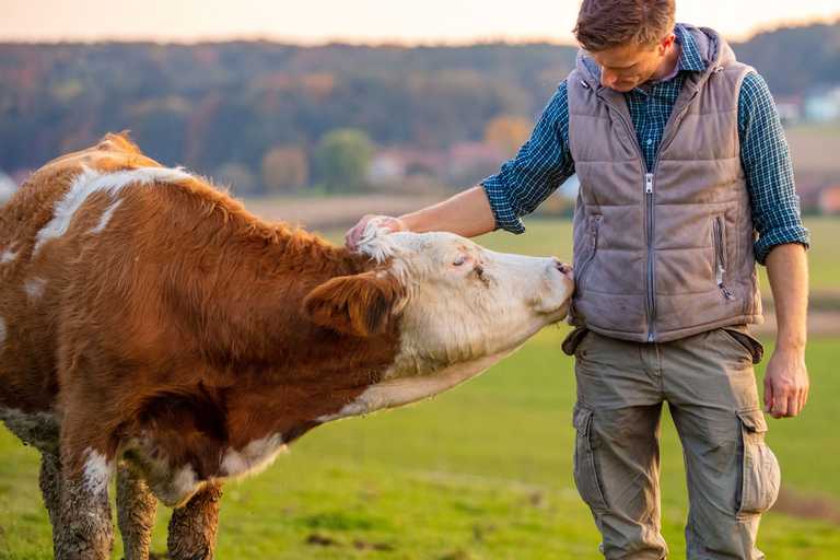 A man in a green field wearing a blue, checked shirt, cargo trousers, and a puffer vest strokes a multi-coloured cow.